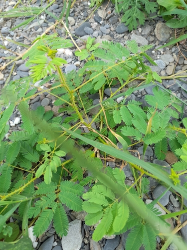 Mimosa diplotricha, photograph 6