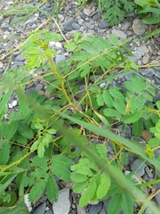 Mimosa diplotricha, photograph (c) 章魚, some rights reserved (CC BY)