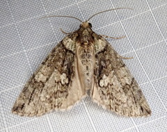 Hydriomena transfigurata