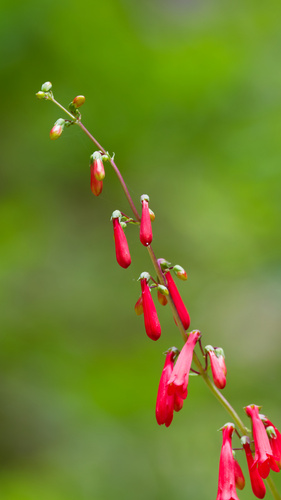 Penstemon eatonii