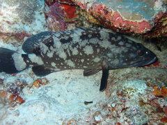 Epinephelus coeruleopunctatus