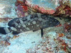 Epinephelus coeruleopunctatus