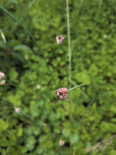 Longstamen Onion