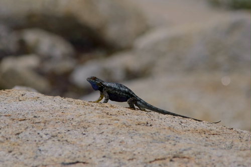 iNaturalist observation photo of Western Fence Lizard