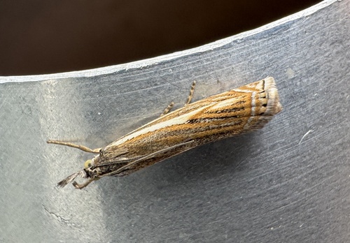 Hook-streaked Grass-veneer, Aalsumstraat, Tilburg, Brabant, NL, photo 6 of 10