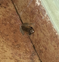 Eleutherodactylus coqui