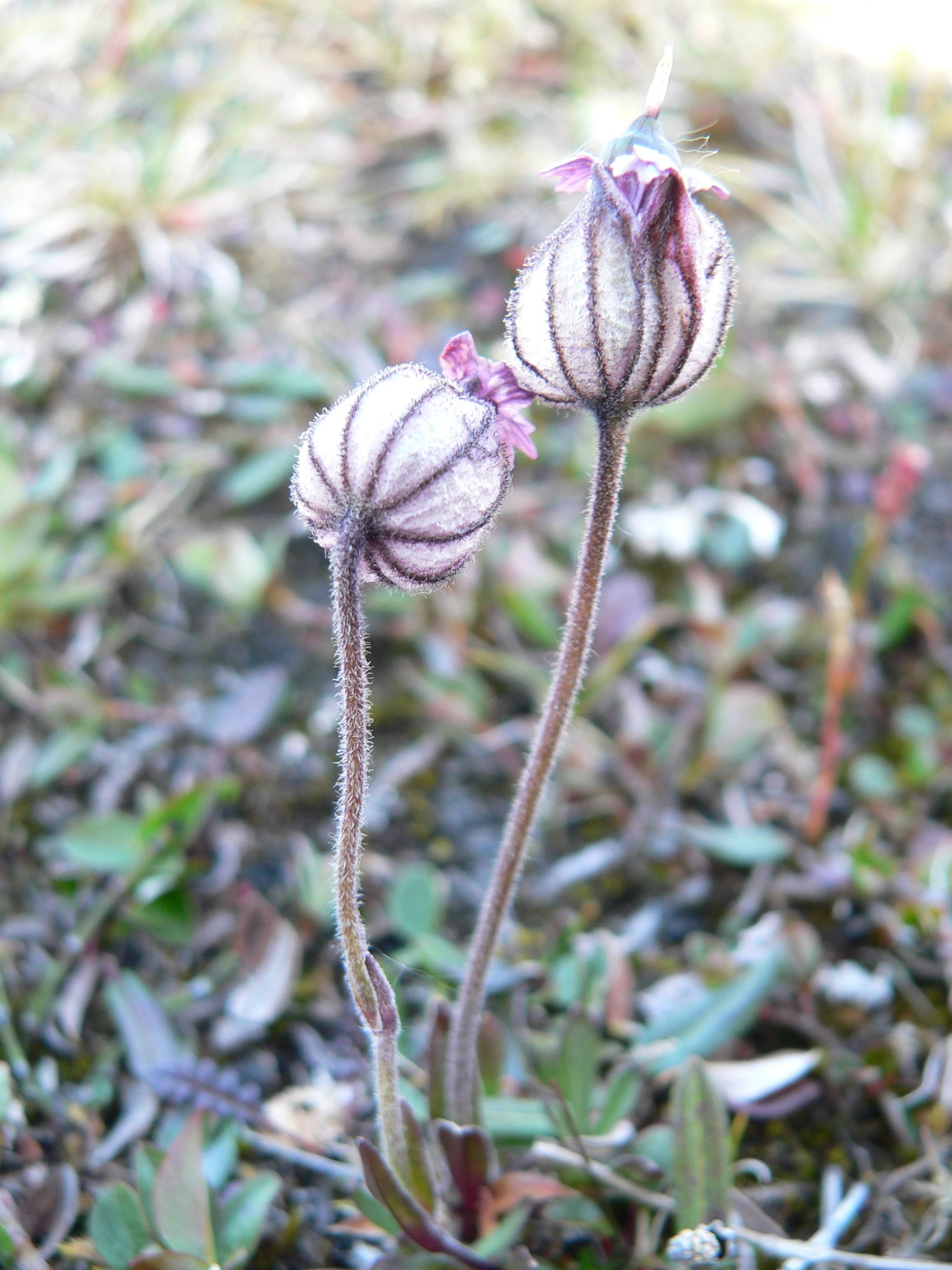 Silene uralensis ssp. ogilviensis