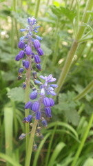 Muscari botryoides