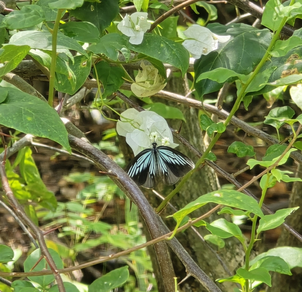 Sulawesi Wanderer (Pareronia tritaea)