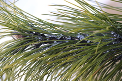 Pineus cembrae