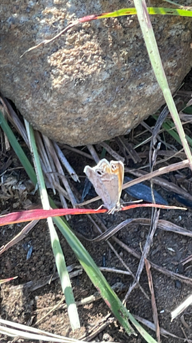 Leptomyrina gorgias gorgias