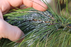 Pineus cembrae