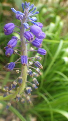 Muscari botryoides