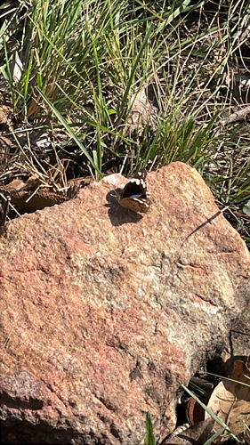 Blue-spot Pansy