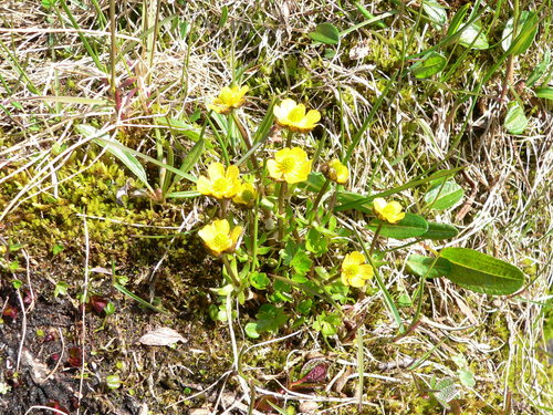 Ranunculus allenii