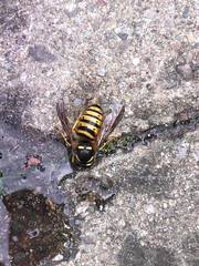 Dolichovespula norwegica