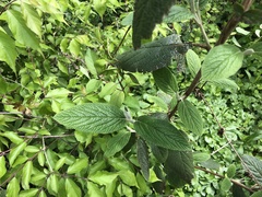 Viburnum rhytidophyllum