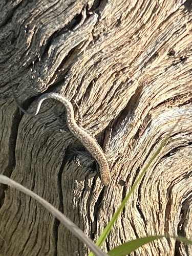 Inland Snake-eyed Skink