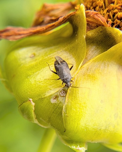 Plagiognathus nigronitens