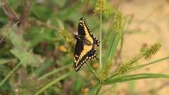 Papilio polyxenes americus