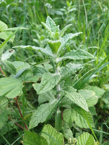 Common Fleabane