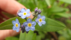 Myosotis sylvatica