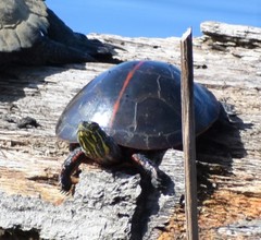 Chrysemys dorsalis