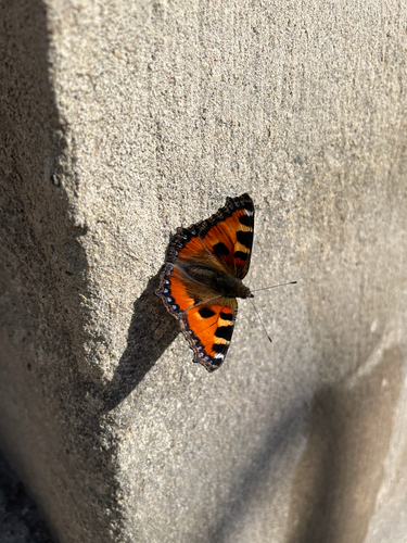 Small Tortoiseshell