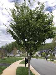 Zelkova