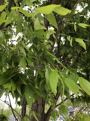 Zelkova