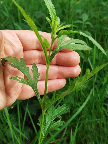 Common vervain