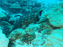 Epinephelus coeruleopunctatus