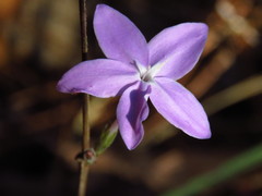 Pseuderanthemum praecox