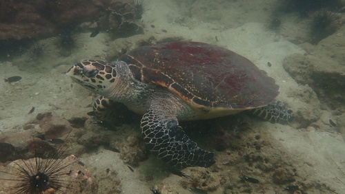 Hawksbill Sea Turtle
