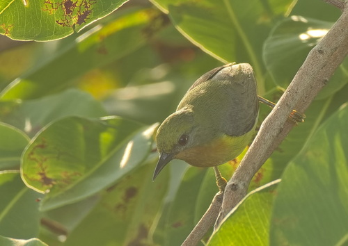 Ruby-cheeked Sunbird