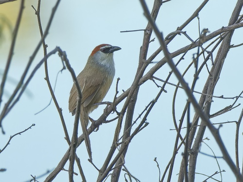 Chestnut-capped Babbler