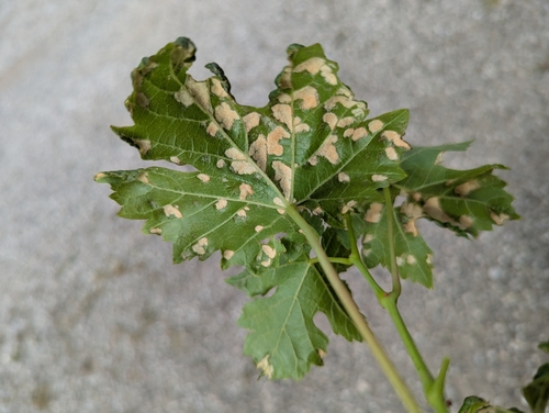 Grape Erineum Mite