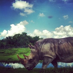 Rhinocerotidae