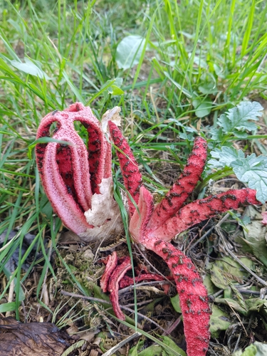 devil's-fingers