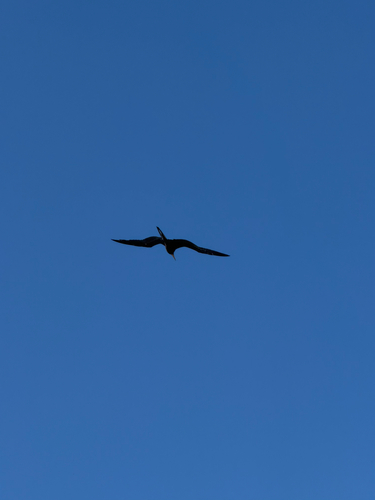 Magnificent Frigatebird