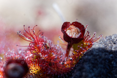 Drosera uniflora