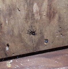 Steatoda bipunctata