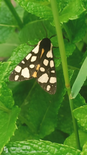 Cream-spot Tiger