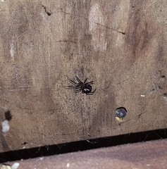 Steatoda bipunctata