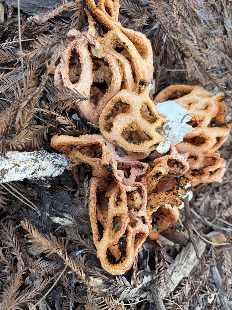 red-cage fungus · May 2026 · photo: Photo: (c) Irina Mitine, some rights reserved (CC BY) · iNaturalist