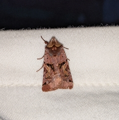 Cerastis enigmatica