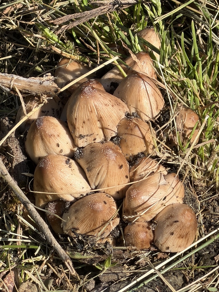 mica cap · May 2026 · photo: Photo: (c) Irina Mitine, some rights reserved (CC BY) · iNaturalist