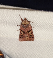 Cerastis enigmatica