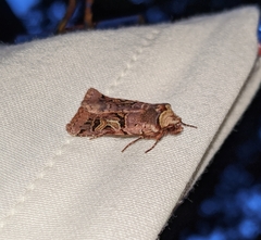 Cerastis enigmatica