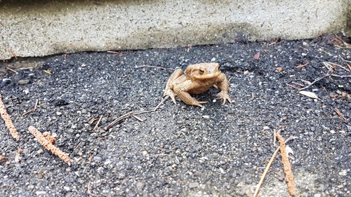 Erdkröte
